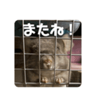 獅子丸のあいさつ言葉（個別スタンプ：2）