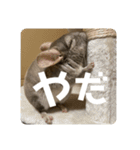 獅子丸のあいさつ言葉（個別スタンプ：4）