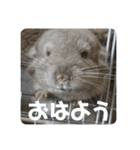 獅子丸のあいさつ言葉（個別スタンプ：10）