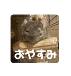 獅子丸のあいさつ言葉（個別スタンプ：11）