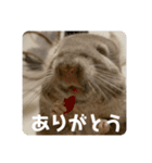 獅子丸のあいさつ言葉（個別スタンプ：12）
