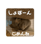 獅子丸のあいさつ言葉（個別スタンプ：13）