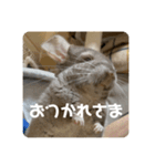 獅子丸のあいさつ言葉（個別スタンプ：14）