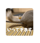獅子丸のあいさつ言葉（個別スタンプ：16）