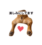 おうすけ八幡宮（個別スタンプ：11）