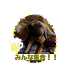おうすけ八幡宮（個別スタンプ：25）