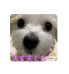 ❤️ちーたんの日々❤️（個別スタンプ：4）