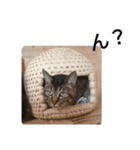 ずんだ語録（個別スタンプ：3）