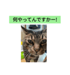 ずんだ語録（個別スタンプ：5）