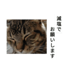 ずんだ語録（個別スタンプ：6）