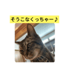 ずんだ語録（個別スタンプ：8）