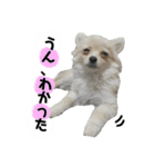 鈴木家の小次郎くん ②（個別スタンプ：1）