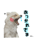 鈴木家の小次郎くん ②（個別スタンプ：4）