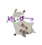 鈴木家の小次郎くん ②（個別スタンプ：5）