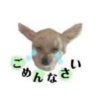鈴木家の小次郎くん ②（個別スタンプ：6）