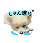 鈴木家の小次郎くん ②（個別スタンプ：9）