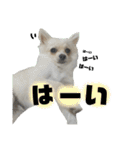 鈴木家の小次郎くん ②（個別スタンプ：10）