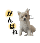 鈴木家の小次郎くん ②（個別スタンプ：12）