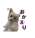 鈴木家の小次郎くん ②（個別スタンプ：13）