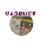 鈴木家の小次郎くん ②（個別スタンプ：15）