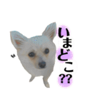 鈴木家の小次郎くん ②（個別スタンプ：16）