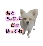 鈴木家の小次郎くん ②（個別スタンプ：17）