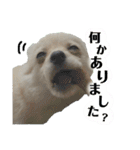 鈴木家の小次郎くん ②（個別スタンプ：20）