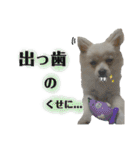 鈴木家の小次郎くん ②（個別スタンプ：22）