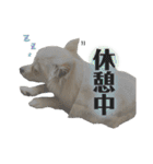 鈴木家の小次郎くん ②（個別スタンプ：24）