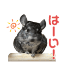 チンチラのおはぎくん2（個別スタンプ：1）