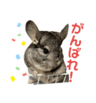 チンチラのおはぎくん2（個別スタンプ：4）