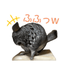 チンチラのおはぎくん2（個別スタンプ：10）