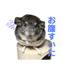 チンチラのおはぎくん2（個別スタンプ：12）