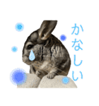 チンチラのおはぎくん2（個別スタンプ：17）
