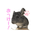 チンチラのおはぎくん2（個別スタンプ：20）