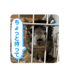 チンチラのおはぎくん2（個別スタンプ：34）