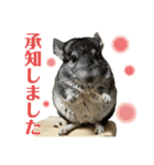 チンチラのおはぎくん2（個別スタンプ：36）
