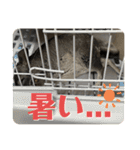 チンチラのおはぎくん2（個別スタンプ：39）