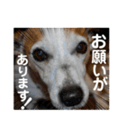 のんちゃんの日々Withサンタくん（個別スタンプ：5）