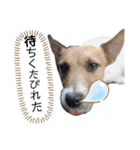 のんちゃんの日々Withサンタくん（個別スタンプ：20）
