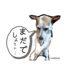 のんちゃんの日々Withサンタくん（個別スタンプ：22）