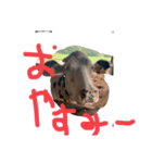 うしうしスタンプ（個別スタンプ：4）
