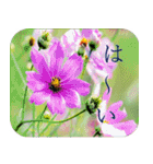 季節のお花でご挨拶（3）（個別スタンプ：7）
