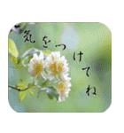 季節のお花でご挨拶（3）（個別スタンプ：17）