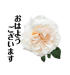 yasuおばさんの薔薇言葉 R3-3（個別スタンプ：1）
