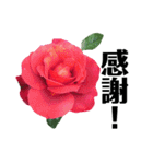 yasuおばさんの薔薇言葉 R3-3（個別スタンプ：11）