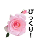 yasuおばさんの薔薇言葉 R3-3（個別スタンプ：21）