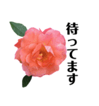 yasuおばさんの薔薇言葉 R3-3（個別スタンプ：29）