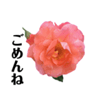 yasuおばさんの薔薇言葉 R3-3（個別スタンプ：36）