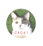 家もんすたんぷgicoazickatze ギコアヂク（個別スタンプ：1）